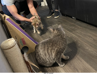 cats Potato and Pickle meeting each other