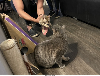 cats Potato and Pickle meeting each other