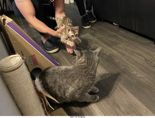 kitten Pickle in her new home