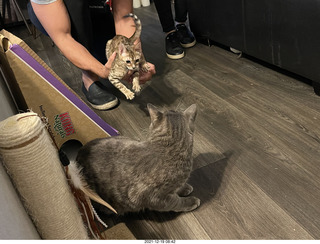 kitten Picle with cat Potato