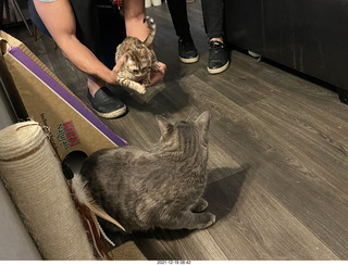 kitten Picle with cat Potato