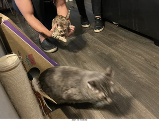 kitten Picle with cat Potato