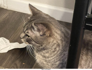 cat Potato