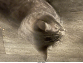 cat Potato