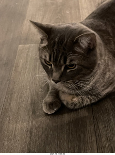 cat Potato