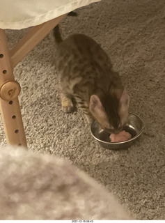 52 a1a. Bengal kitten Pickle first meal at new home