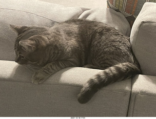 cat Potato