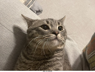 cat Potato