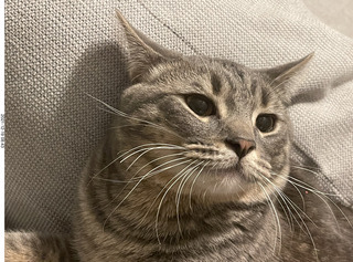 cat Potato
