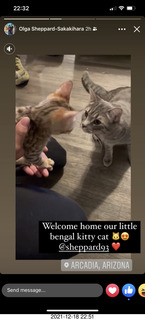 kitten Pickle and cat Potato meeting