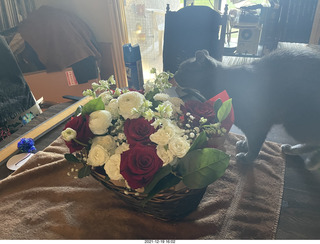 Olga and Anthony gave me a lovely floral bouquet for my birthday + my cat Devin