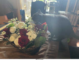 Olga and Anthony gave me a lovely floral bouquet for my birthday + my cat Devin