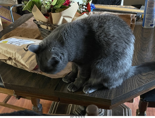 my cat Devin