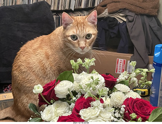 1074 a1a. my birthday bouquet - my cat Max