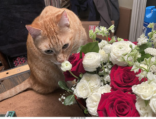1076 a1a. my birthday bouquet - my cat Max
