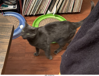 my cat Devin
