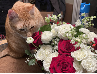 1082 a1a. my cat Max and birthday-gift flowers