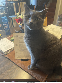 my cat Devin