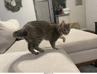 cat Potato cat Potato