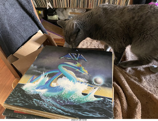 my cat Devin