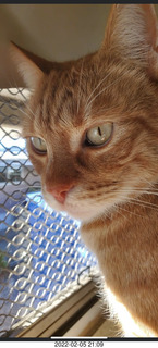 1108 a1c. an orange tabby cat that is NOT Max