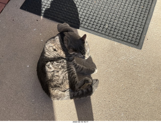 kitten Pickle and cat Potato
