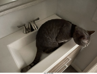 A+O house - 7027 43 Place + cat Potato in the sink