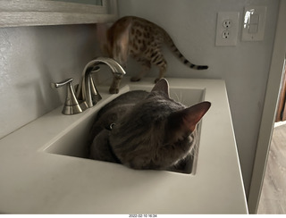 77 a1c. A+O house - 7027 43 Place + cat Potato in the sink + kitten Pickle