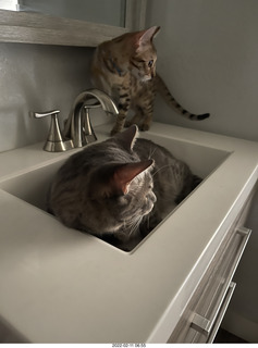 78 a1c. A+O house - 7027 43 Place + cat Potato in the sink + kitten Pickle