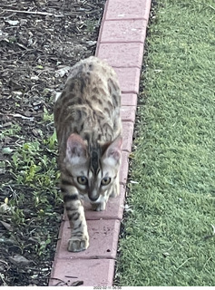 A+O house - 7027 43 Place + kiten PIckle