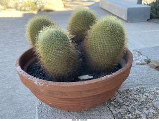 Pinnacle Peak - cactus in pot