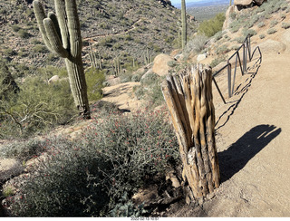 Pinnacle Peak - long dead saguaro cactus