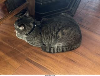 cat Potato