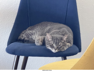 cat Potato