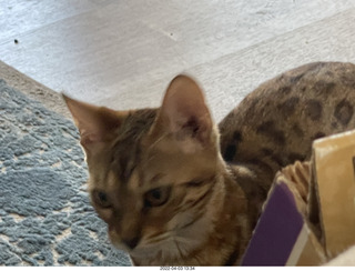 cats Max and Pickle
