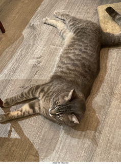 cat Potato