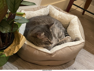 cat Potato