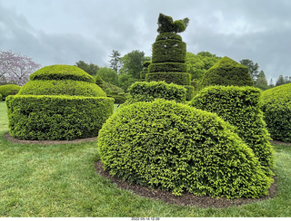 449 a1f. Longwood Gardens topiary