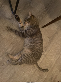 cat Potato