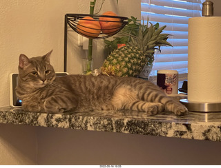 cat Potato