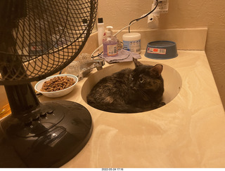cat Miss Pris in Halo rescue