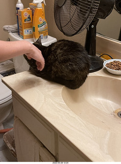 cat Miss Pris in my bathroom sink