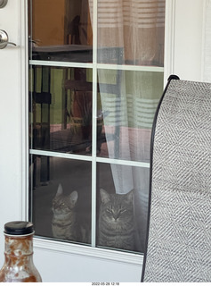 cats Pickle and Potato in the window