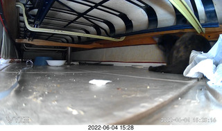 Miss Pris under my hifi-room sofa