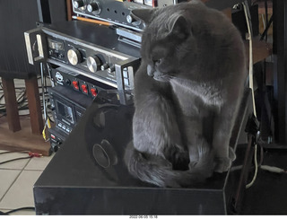 my cat Jane