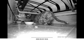 Miss Pris under my sofa