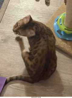 cat Pickle