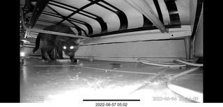 older picture of Miss Pris under the sofa