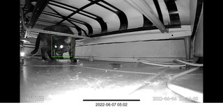 Pickle Puss on the 'fridge