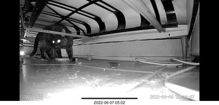 Miss Pris under my sofa